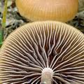 Hypholoma_subericaeum_am1367