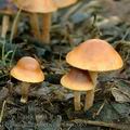 Hypholoma_subericaeum_am2063