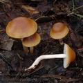 Hypholoma_subericaeum_am2068