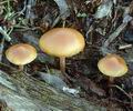 Hypholoma_subericaeum_am2073