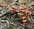 Hypholoma_subericaeum_ca3985