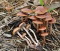 Hypholoma_subericaeum_ca3990