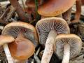 Hypholoma_subericaeum_ca3991