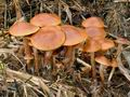 Hypholoma_subericaeum_ca4000