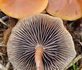 Hypholoma_subericaeum_ca4010