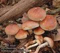 Hypholoma_sublateritium_a8093