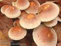 Hypholoma_sublateritium_a8212