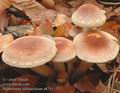 Hypholoma_sublateritium_a8215