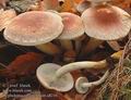 Hypholoma_sublateritium_a8216