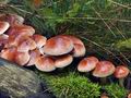 Hypholoma_sublateritium_bs8424