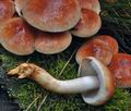 Hypholoma_sublateritium_bs8427