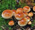 Hypholoma_sublateritium_bs8433