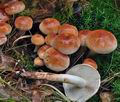 Hypholoma_sublateritium_bs8434