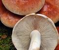 Hypholoma_sublateritium_bs8439