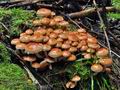 Hypholoma_sublateritium_ca3520