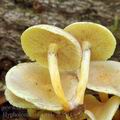 Hypholoma_subviride_al6511