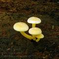 Hypholoma_subviride_al6512