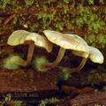 Hypholoma_subviride_al6517