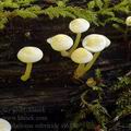 Hypholoma_subviride_al6531