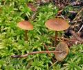 Hypholoma_udum_bo2514