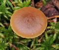 Hypholoma_udum_bo2520