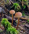 Hypholoma_udum_bp0365