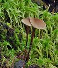 Hypholoma_udum_bp0370
