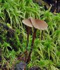 Hypholoma_udum_bp0370