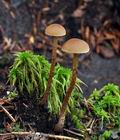 Hypholoma_udum_bp0374