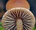 Hypholoma_udum_bp0385