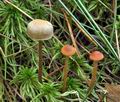 Hypholoma_udum_bs7723