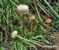 Hypholoma_udum_bs7727