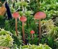 Hypholoma_udum_bs7747