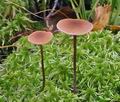 Hypholoma_udum_bs7751