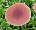 Hypholoma_udum_bs7756