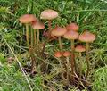 Hypholoma_udum_bs7800