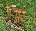 Hypholoma_udum_bs7808