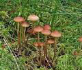 Hypholoma_udum_bs7814