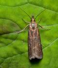 Hypochalcia_lignella_cv8258s