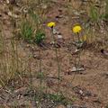Hypochoeris_radicata_bn9224
