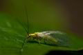 Hypochrysa_elegans_jd6597s