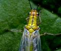 Hypochrysa_elegans_jd6617s