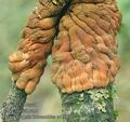 Hypocreopsis_lichenoides_ac7665