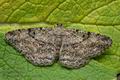 Hypomecis_roboraria_ja5944s