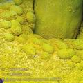 Hypomyces_chrysospermum_af9203