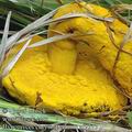 Hypomyces_chrysospermum_af9213