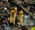 Hypomyces_porphyreus_bv1643