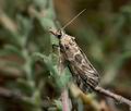 Hypotia_massilialis_jh7237s