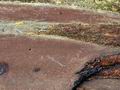 Hypoxylon_rubiginosum_bv7206