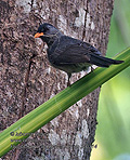 Hypsipetes_madagascariensis_rh0314